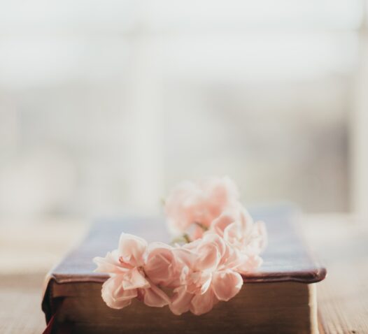 En gammal bok med rosa blommor lagda ovanpå, suddig bakgrund.